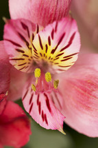 pink striped lily