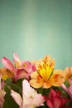 flowers in a vase closeup