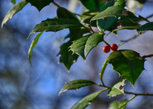holly branches 