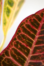red leaf with veins 