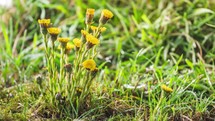 Spring herbs flowers coltsfoot tussilago farfara bloom fast in green grassy meadow Growing Time lapse
