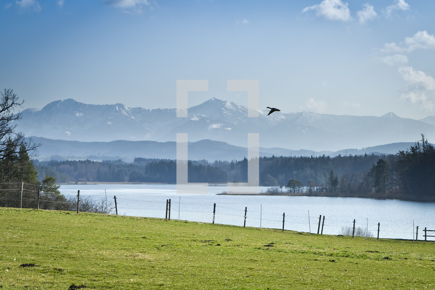 goose in flight and lake and mountain 