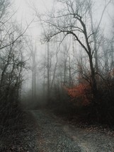 A dirt road through a foggy forest.