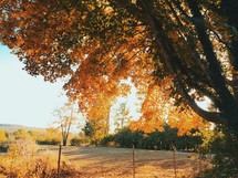 golden leaves on fall trees 