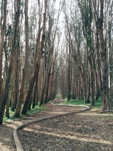 A path winding through tall trees.