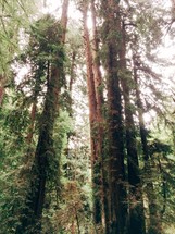 A forest of tall trees.