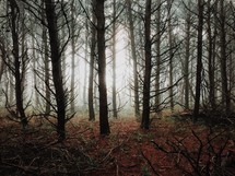 bare trees in a foggy forest 