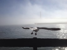 Sea gull taking flight over the ocean.