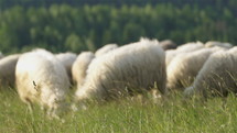 Flock of sheep graze grass on fresh grassy meadow in organic natural farm
