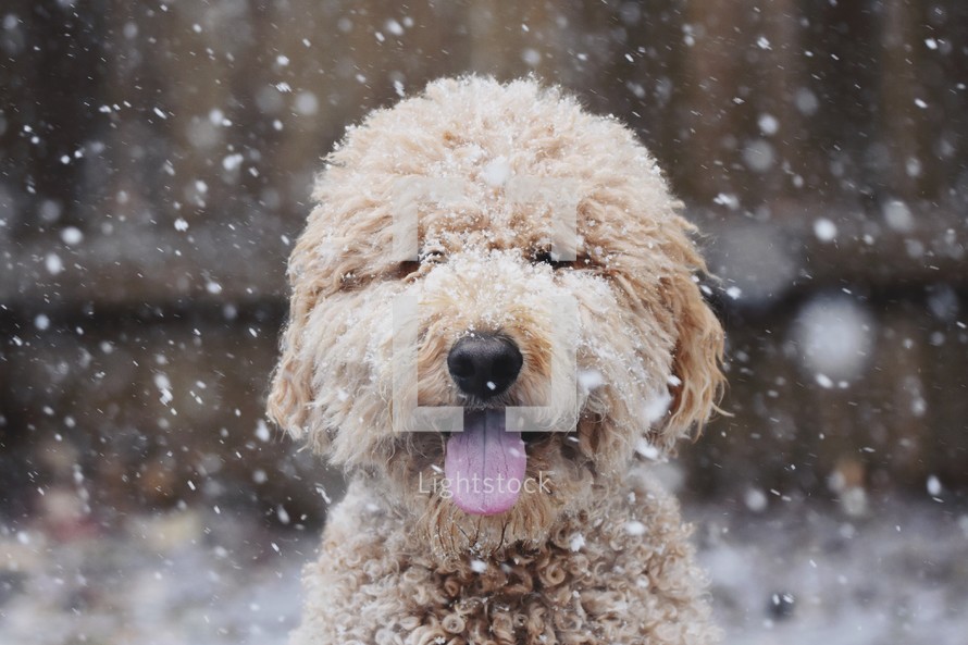 snow falling on a golden doodle dog 