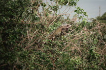iguana in a bush 