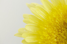 yellow flower edge 