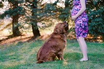 golden retriever dog looking up at a woman's pregnant belly 