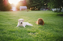 dogs lying in the grass in a backyard 