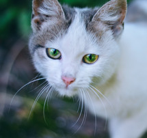 Portrait of a cat with green eyes