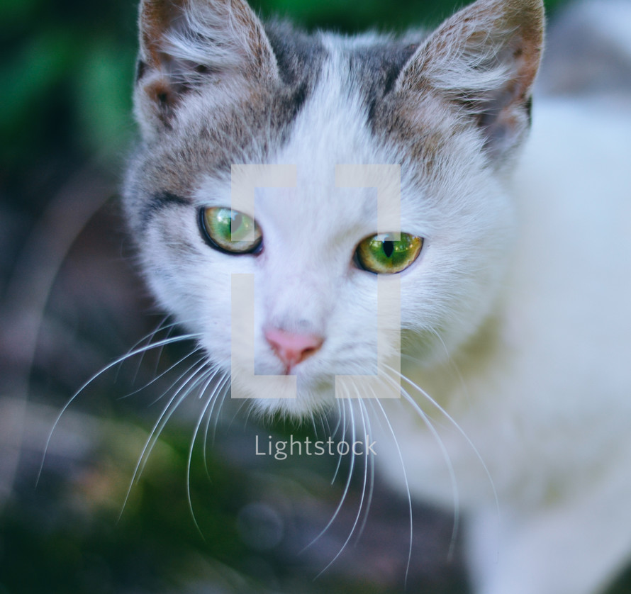 Portrait of a cat with green eyes