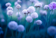 puffy flowers 