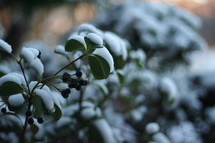 snow on bushes 