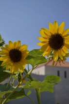 Sunflowers at the grounds of the Church of the Beautitudes