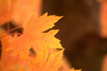 yellow fall leaf