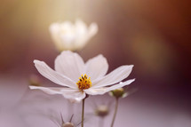 a white flower in sunlight 
