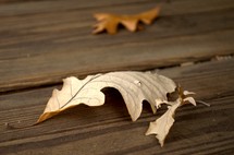 dead oak leaf 