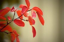 red leaves on a branch 