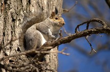 Squirrel holding a nut, perched in a tree.