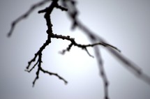 branch on a winter tree 