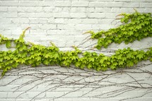 ivy growing on a wall 