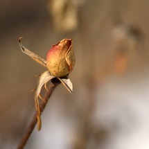 dead rose 