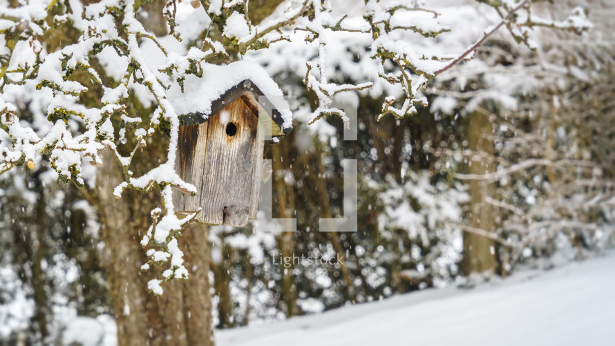birdhouse in snow 