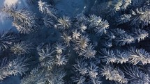 Bird view of frozen winter forest with snowy trees in cold sunny morning nature landscape 
