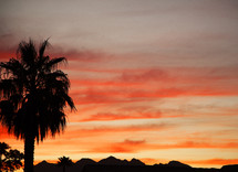 silhouette of a palm tree and pink sky at sunset 