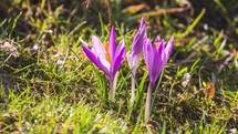 Beautiful crocus flowers blooming in fresh green meadow in sunny spring Grow Time lapse