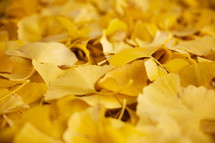 yellow ginkgo leaves