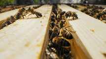 Bees swarming on honeycomb, extreme macro shot. Insects working in wooden beehive, collecting nectar from pollen of flower, create sweet honey. Concept of apiculture, collective work.