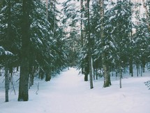 A snow covered forest of pine trees.