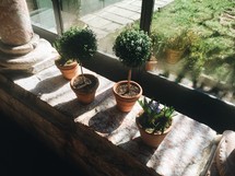 potted plants in a window 