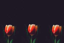 tulips against a black background 