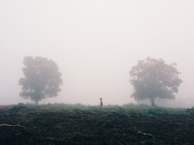 Boy walking through a foggy field with trees.