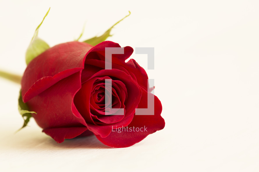 red long stem rose against a white background.