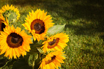 sunflowers against green grass 