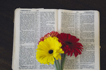 gerber daisies on the pages of a Bible 