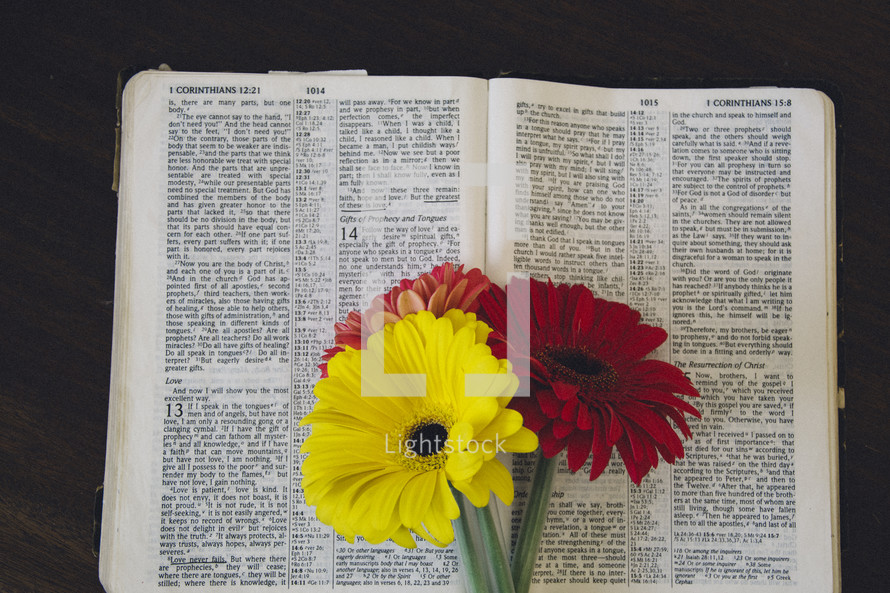 gerber daisies on the pages of a Bible 