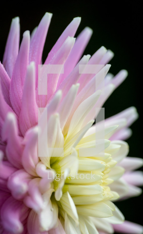 closeup of a pink and white flower 