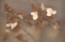 dried wildflowers