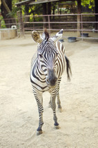 zebra at a zoo 