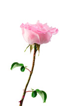 Long stemmed pink rose.