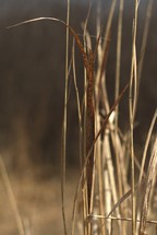 closeup of tall dry grass 